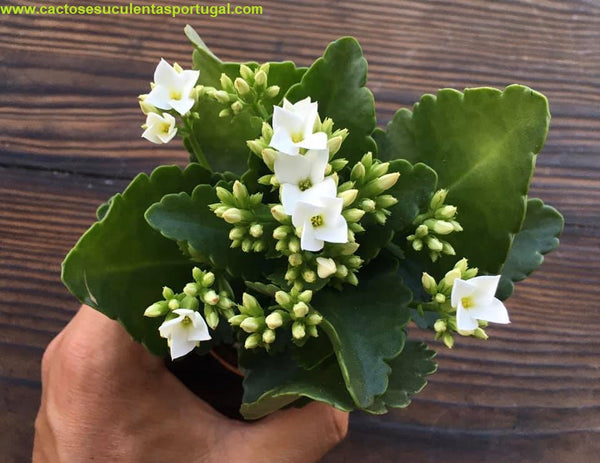 Kalanchoe blossfeldiana branca - Flor da fortuna – Cactos e suculentas  Portugal