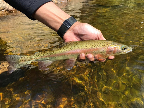 Cape Streams - Guided Flyfishing