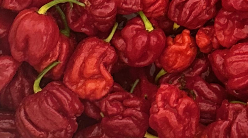 Moruga Scorpion Chillies at Singularity Sauce Co