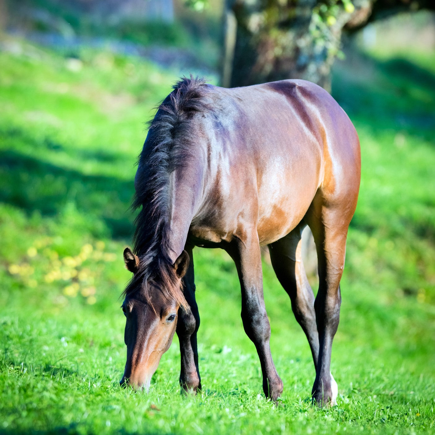 Can a horse with cushings eat grass