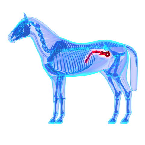 Horse Small Colon Transverse