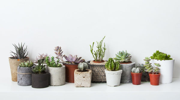 Succulents in pot - Cactus en ligne