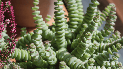 Crassula Marnieriana - Cactus en ligne