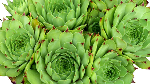 Sempervivum - Cactus en ligne