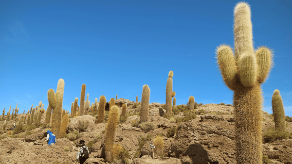 Trichocereus Cactus - Cactus en ligne