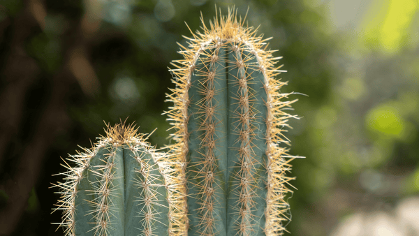 Trichocereus Cactus - Cactus en ligne