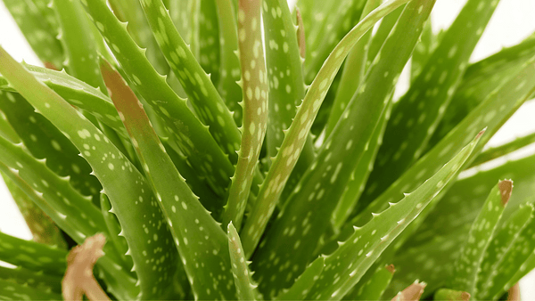 Aloe Vera - Cactus en ligne