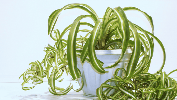 Chlorophytum - Cactus en ligne
