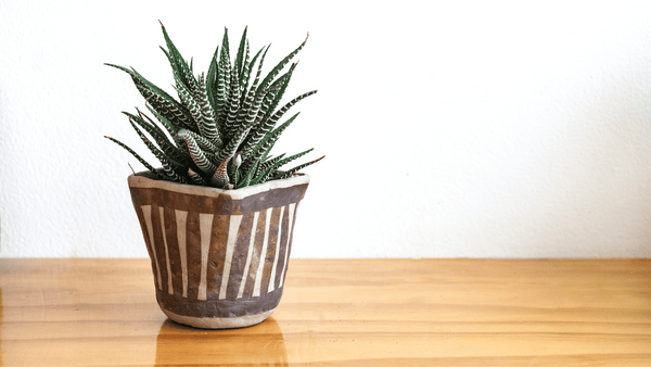 Haworthia - Cactus en ligne