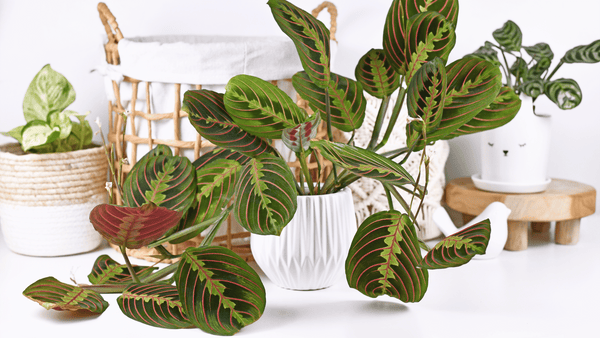 Maranta Prayer Plant - Cactus en ligne