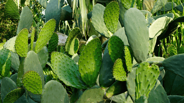 Opuntia Ficus Indica - Cactus en ligne