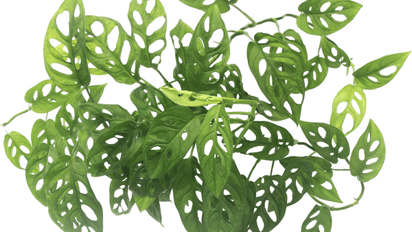 Philodendron Monstera Adansonii - Cactus en ligne