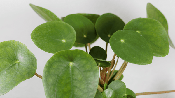 Pilea Peperomioides - Cactus en ligne