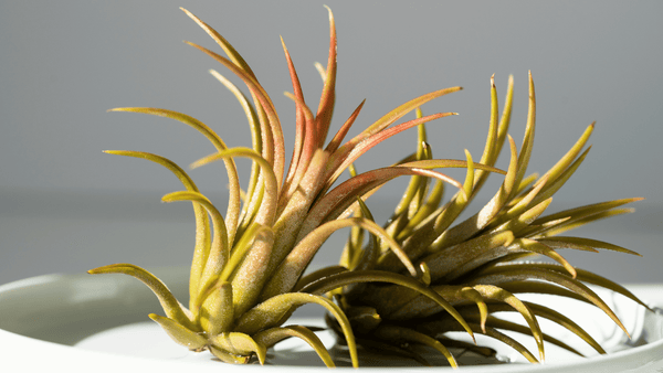 Tillandsias - Cactus en ligne