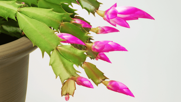 Blooming Christmas Cactus - Cactus en ligne