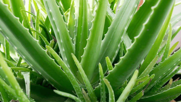 Aloe Vera - Cactus en ligne