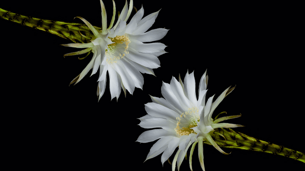 Epiphyllum Flowers - Cactus en ligne