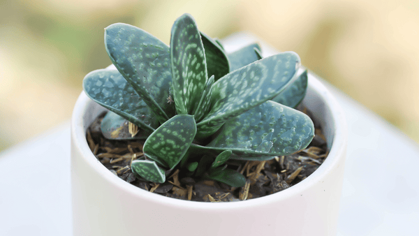 Gasteria Maculata - Cactus en ligne