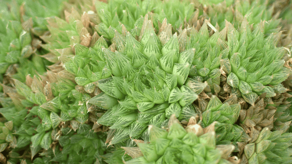 Haworthia - Cactus en ligne