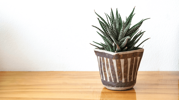 Haworthia Zebra - Cactus en ligne