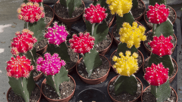 Moon Cactus - Cactus en ligne