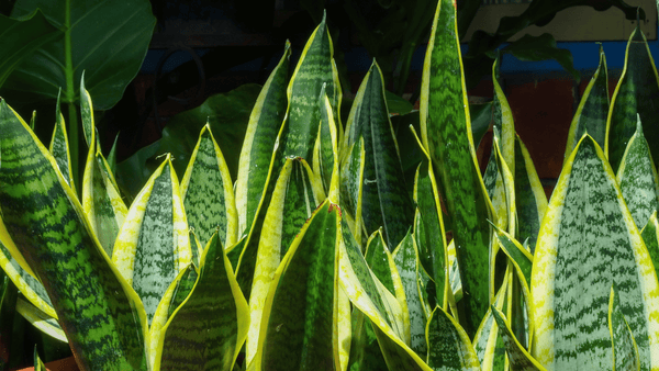 Sansevieria Laurentii - Cactus en ligne