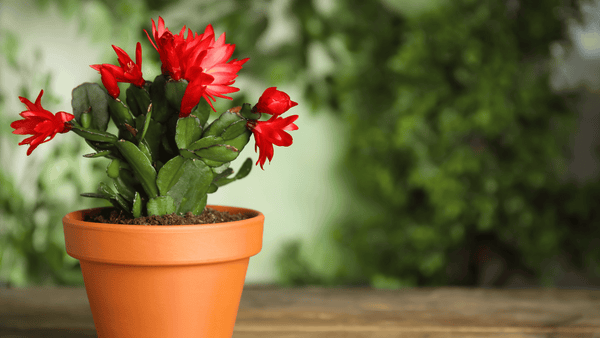 Schlumbergera - Cactus en ligne