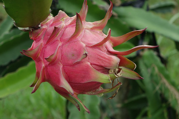 Dragon Fruit also known as pitahaya (pitaya) - Cactus en ligne