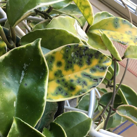 Leaf Spot - Cactus en ligne