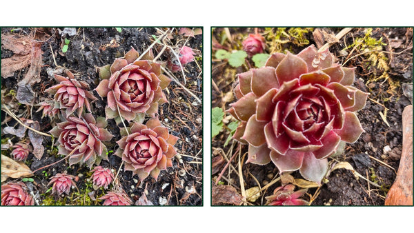 Perennials Garden - Cactus en ligne