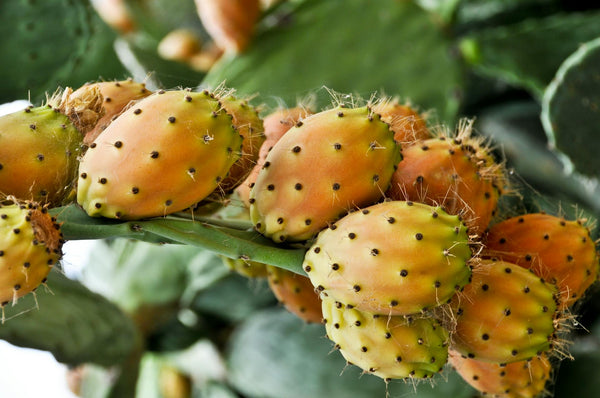 Opuntia Ficus Indica - Cactus en ligne