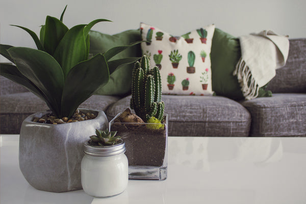 Cactus and succulent living room - Cactus en ligne