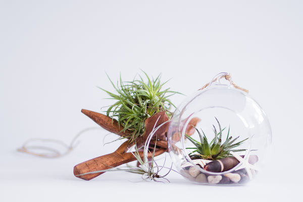 Air plant terrarium - Cactus en ligne