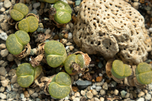 New lithop leaves emerging // Apparition de nouvelles feuilles de lithops - Cactus en ligne