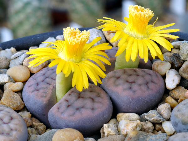 Lithop flower // fleur de lithop - Cactus en ligne
