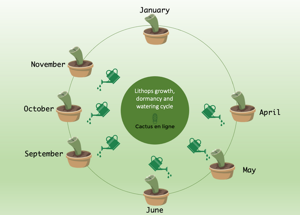 Lithops growth, dormancy and watering schedule - Cactus en ligne.