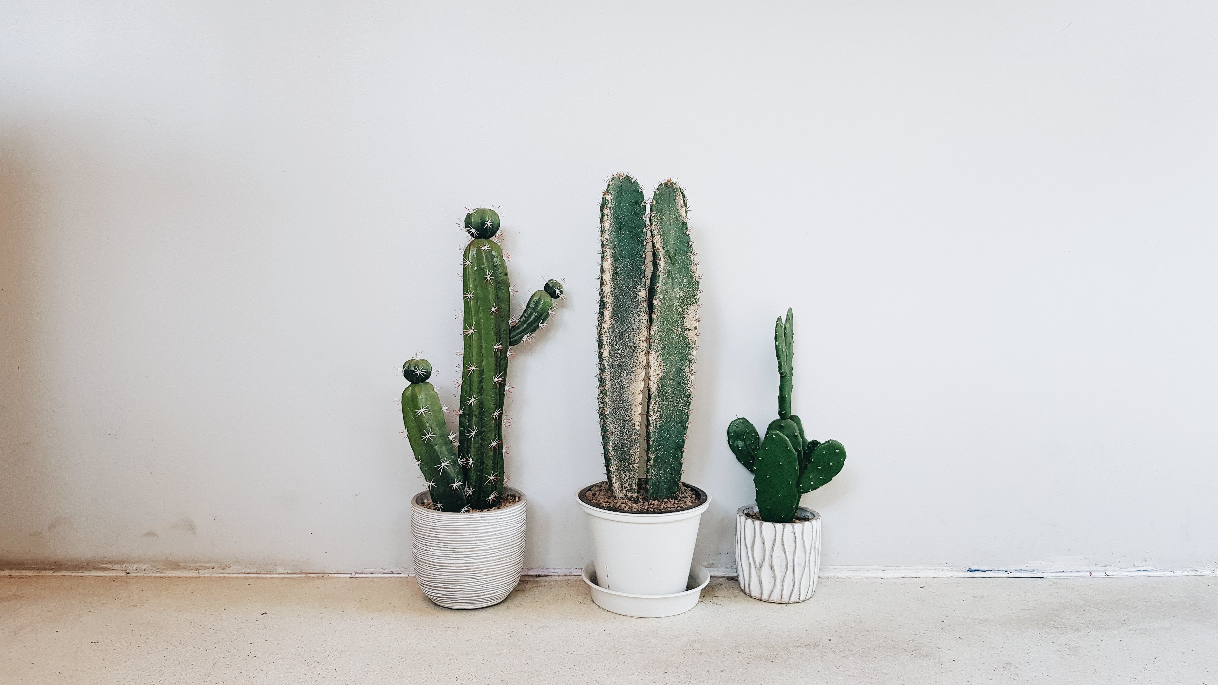 A cactus means you're strong - Cactus en ligne