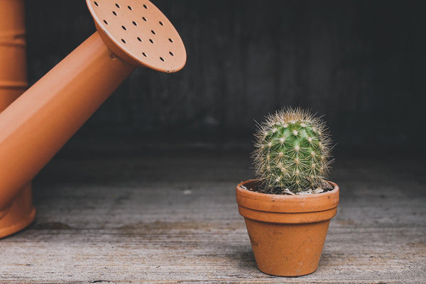 1. How Often Should I Water My Cactus?