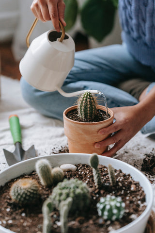 Arroser un cactus - watering a cacti - Cactus en ligne