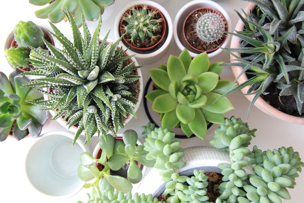 5 bonnes raisons d'acheter un cactus ou une succulente – La Green Touch