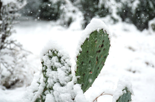 Winter cactus - Cactus en ligne