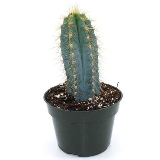 Buy cactus, succulents, hoyas, tropicals, tillandsias online in Canada ...