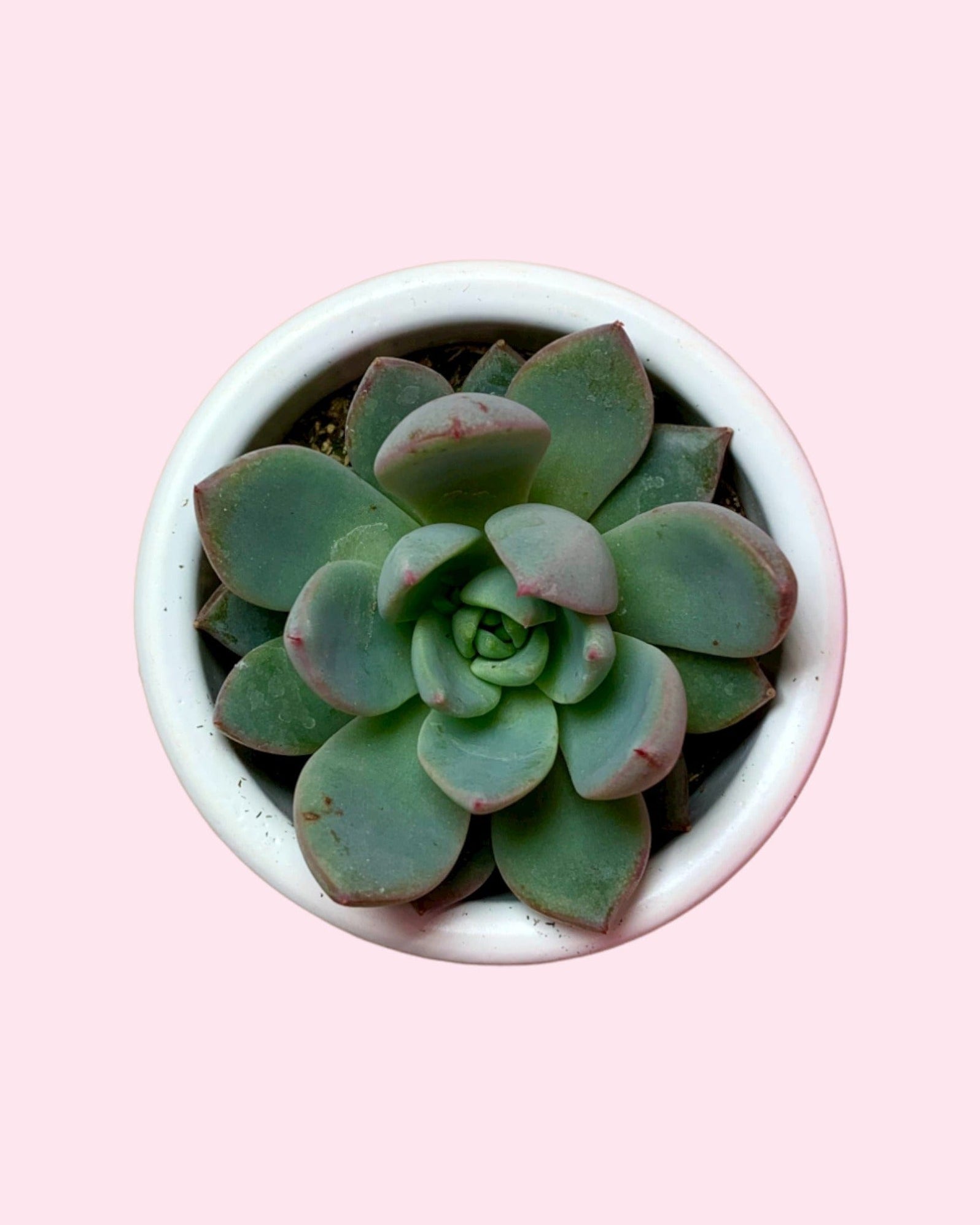 Echeveria Yummie 2.5