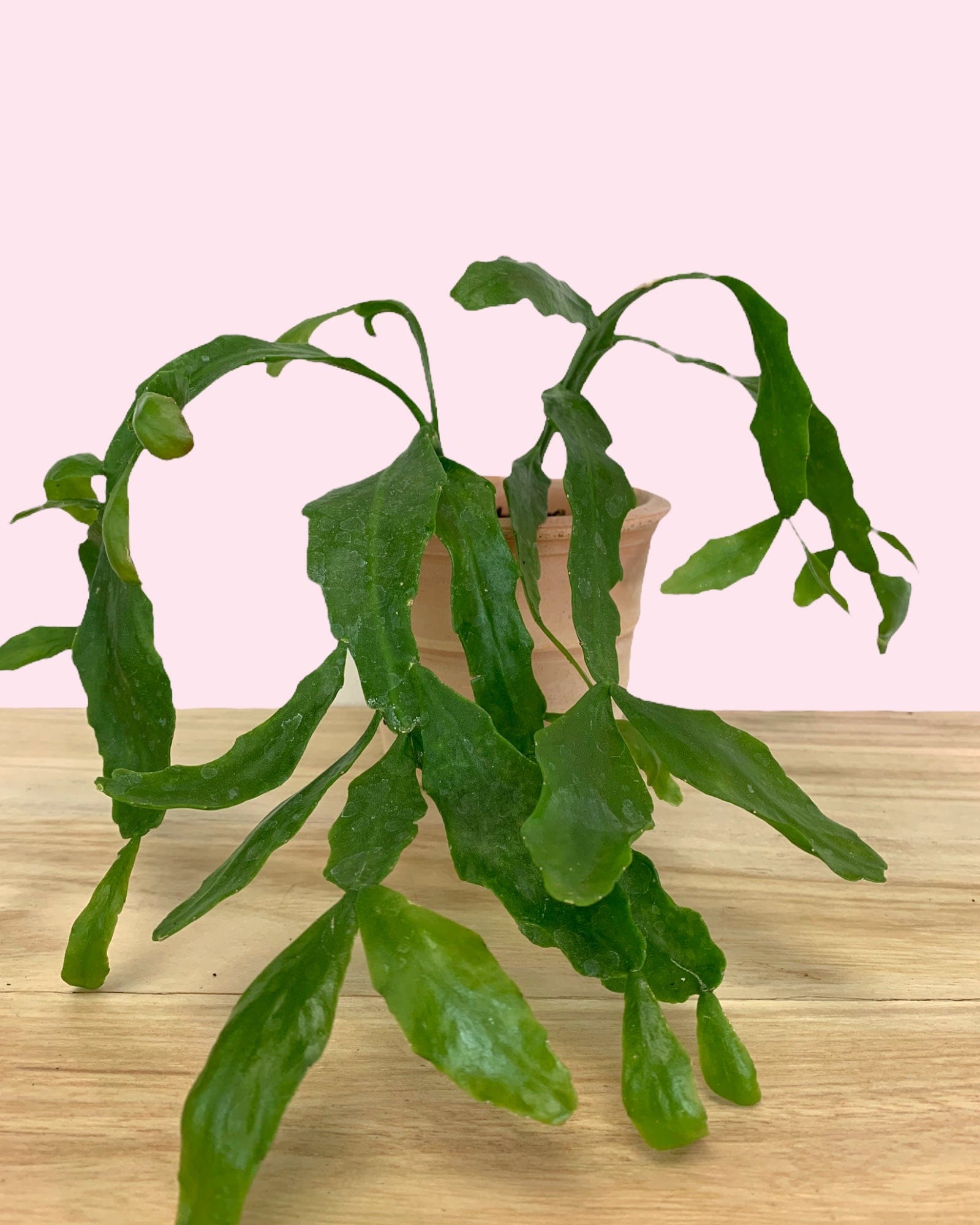 Rhipsalis Goebeliana 4