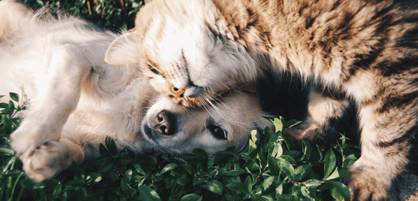 Cane e gatto