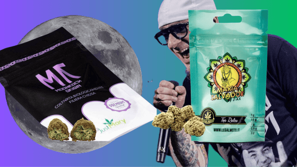 Moonrock e Maria Salvador by J-Ax cannabis light 
