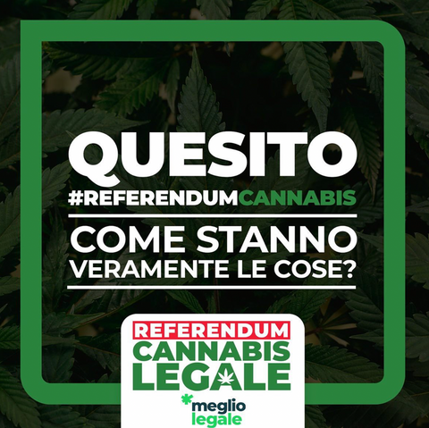 Referendum Cannabis 