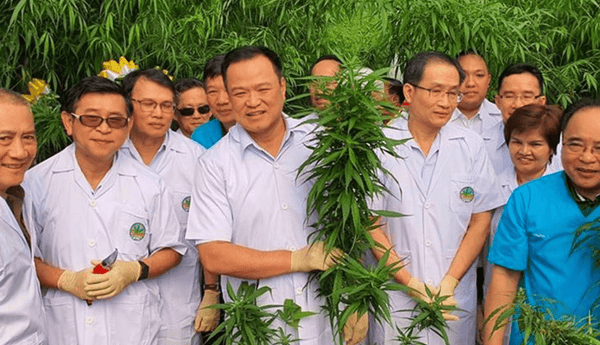 Thailandia regala piantine di cannabis 