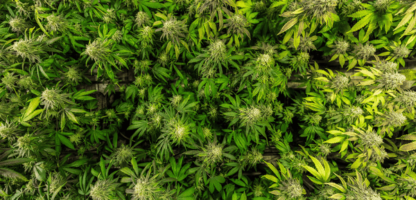 Legalizzazione cannabis motivi