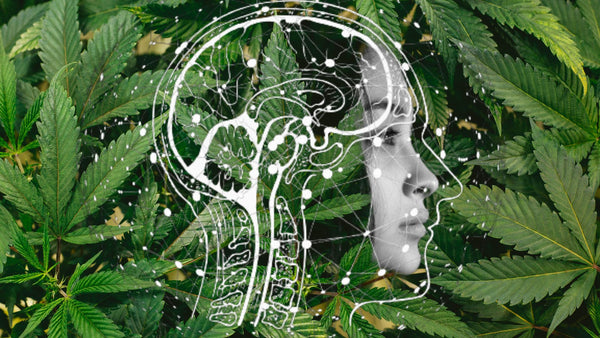 Cannabis ricreativa declino cognitivio